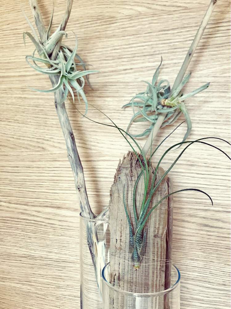 部屋の画像 by Shonan House Plantsさん | 部屋とハリシーとエアープランツとチランジアとブッツィーとエアープランツ チランシアとエアプランツ☆とチランジアブッツィーと流木とエアープランツとNO GREEN NO LIFEとエアープランツ☆と銀葉種とT.ブッツィーとno green no lifeと発根とチランジア銀葉種と植中毒と流木と流木とエアプランツとIKEAフラワーベースでと成長記録とサンルームとGREEN UP!とIKEAとエアプランツとインテリアグリーンとエアープランツ/チランジア