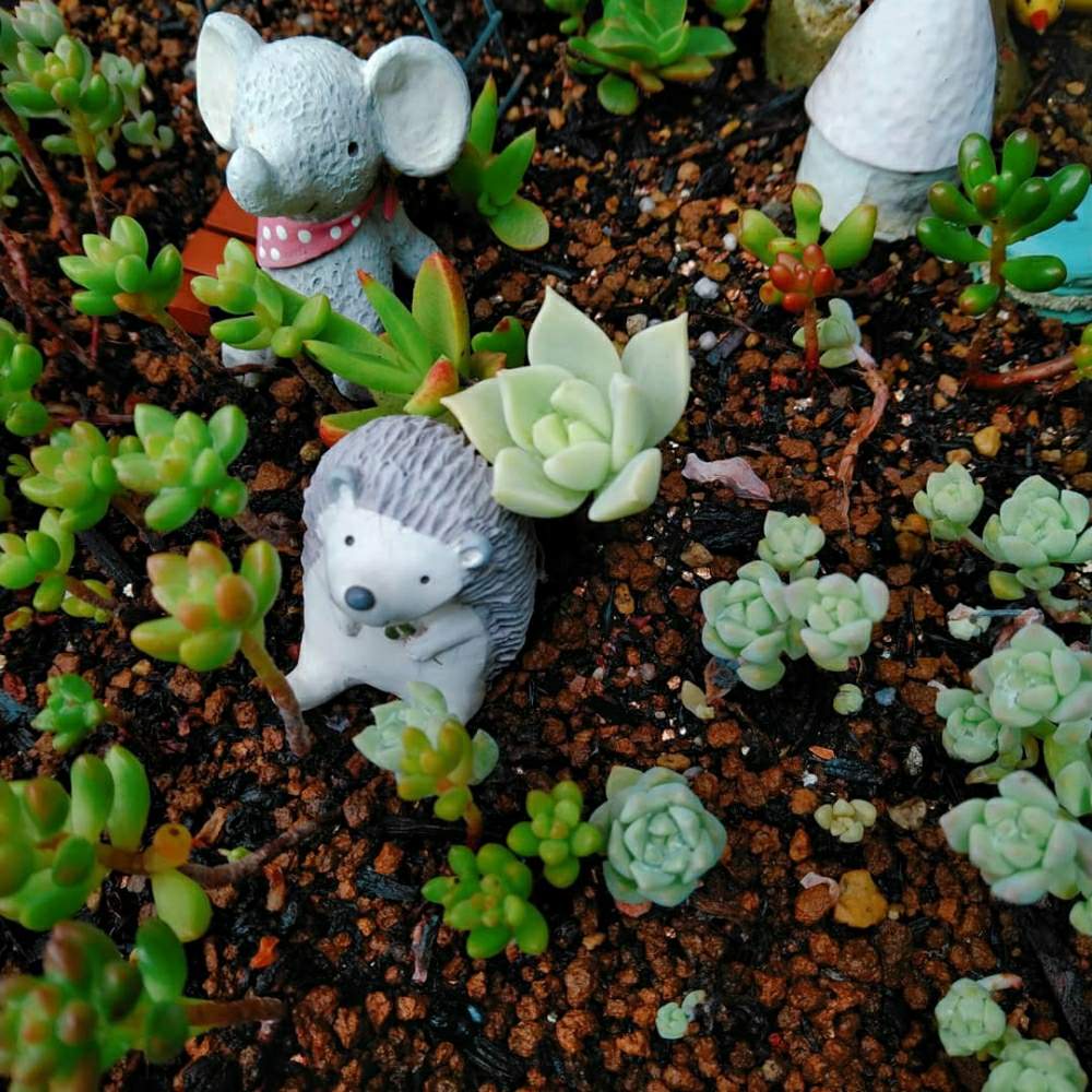 広い庭の画像 by smilehappynaturalさん | 広い庭と多肉植物と北部九州多肉の会と多肉箱庭とGS映えとナチュラルガーデンとGS日和とno green no lifeと緑のある暮らしとnaturalgardenと多肉好きな人と繋がりたいと多肉女子と庭のある暮らしとF29会とタニラーとjunkgardenとガーデニングと花のある暮らしと多肉寄せ植え