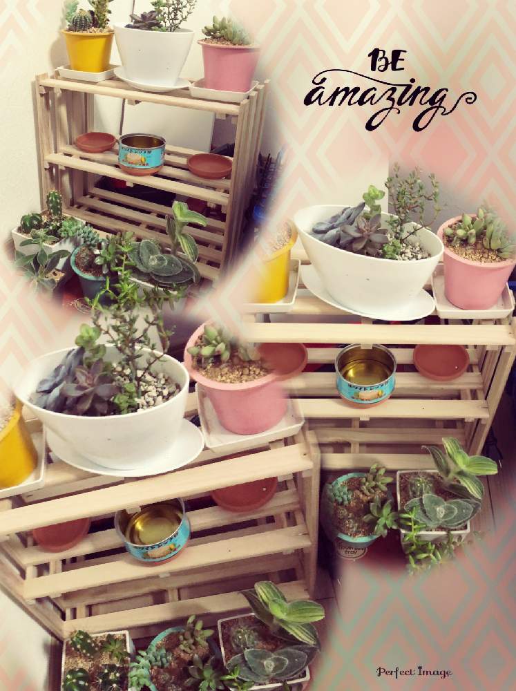 部屋の画像 by maimai♥さん | 部屋とグリーングリーン♡と増殖中と暑いっ!と私の大切な時間✨と手作り棚と可愛い過ぎてやばタンとついに多肉を…