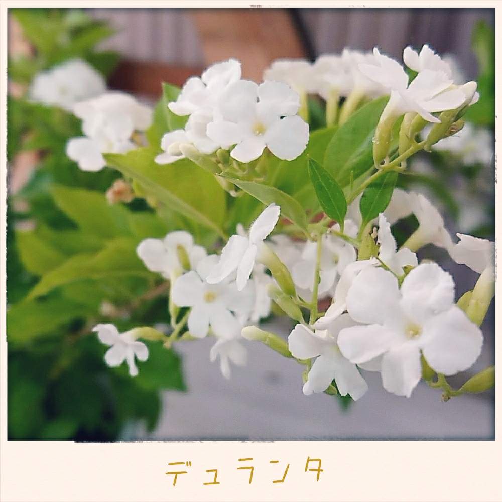 の画像 by MOKAさん | 小さな白いお花と花のある暮らしと今日の1枚とデュランタ☆