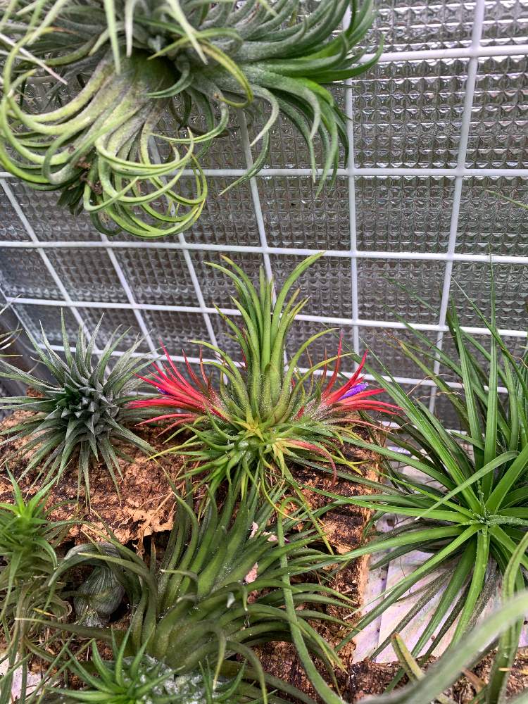 部屋の画像 by もったんさん | 部屋とTillandsia ionantha 'Fuego'と開花とエアープランツ☆とチラ熱上昇中とチラ中毒と珍奇植物とチララックとまだまだ植欲