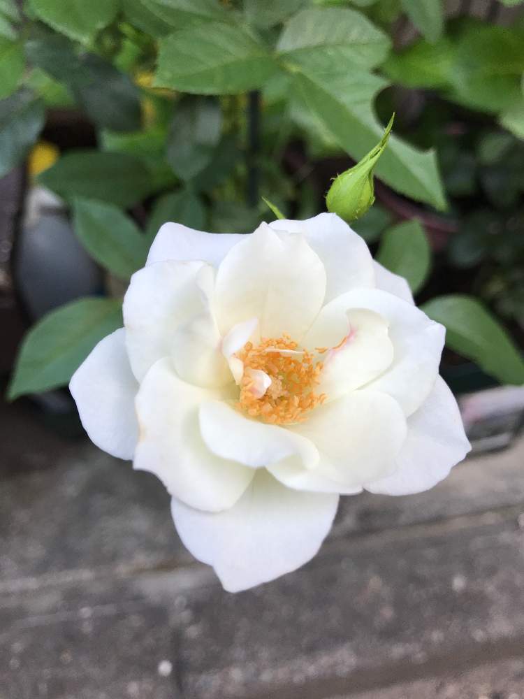 の画像 by ちーたんさん | 開花と花のある暮らしとアイスバーグ!とばら バラ 薔薇