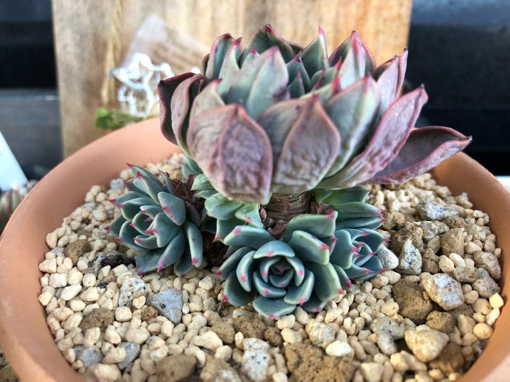 小さな庭の画像 by Misakiさん | 小さな庭と七福美尼と多肉植物とSucculentgardenMisakiと韓国苗に夢中(ㅅ´ ˘ `)♡と多肉大好きとめざせ 群生♡と多肉女子と夏越し頑張ると夏越し多肉と多肉植物アレンジメントインストラクターとかわいいな♡と千葉タニラー