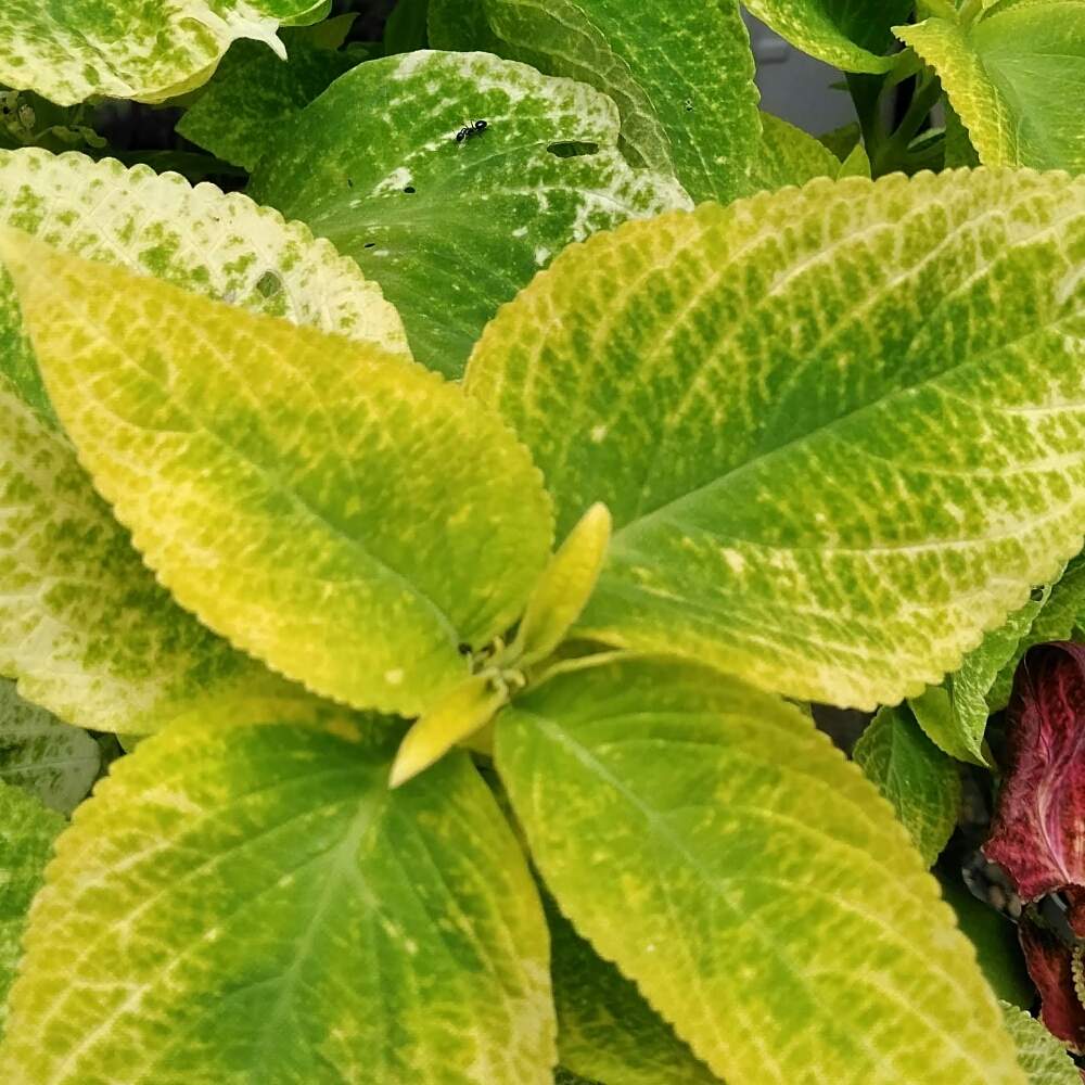 お出かけ先の画像 by A KEさん | お出かけ先と水栽培と観葉植物好きと散歩と生花好きと三重県とドライフラワーアレンジと花のある暮らしと多肉植物好き