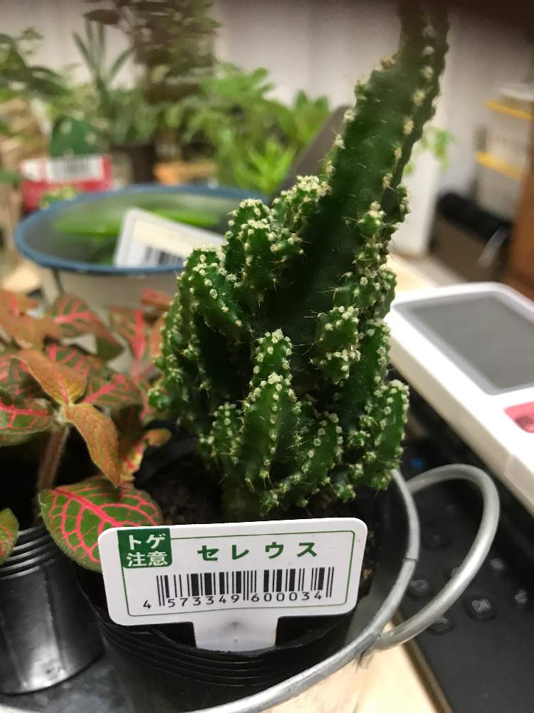 部屋の画像 by ともちん!さん | 部屋とセレウスと多肉植物とサボテン科と寄せ植えと秋田と多肉女子と花のある暮らしと100円ショップ