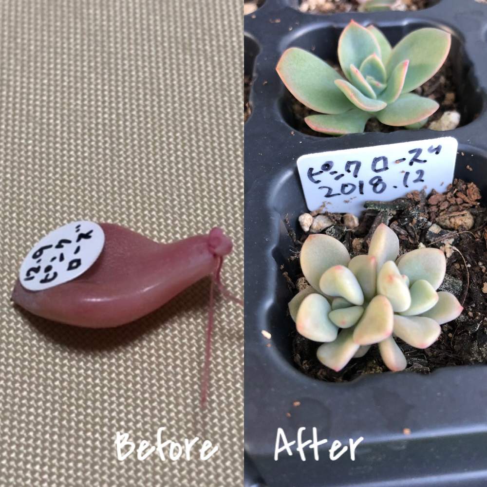 小さな庭の画像 by Misakiさん | 小さな庭とピンクローズとパクさん苗 ピンクローズと多肉植物とSucculentgardenMisakiと嬉しいな♡と韓国苗に夢中(ㅅ´ ˘ `)♡とcoco et nicoと多肉大好きと梅雨明け楽しみと多肉女子と夏越し頑張ると夏越し多肉とパクさん苗と葉刺しと多肉植物アレンジメントインストラクターとかわいいな♡と千葉タニラー