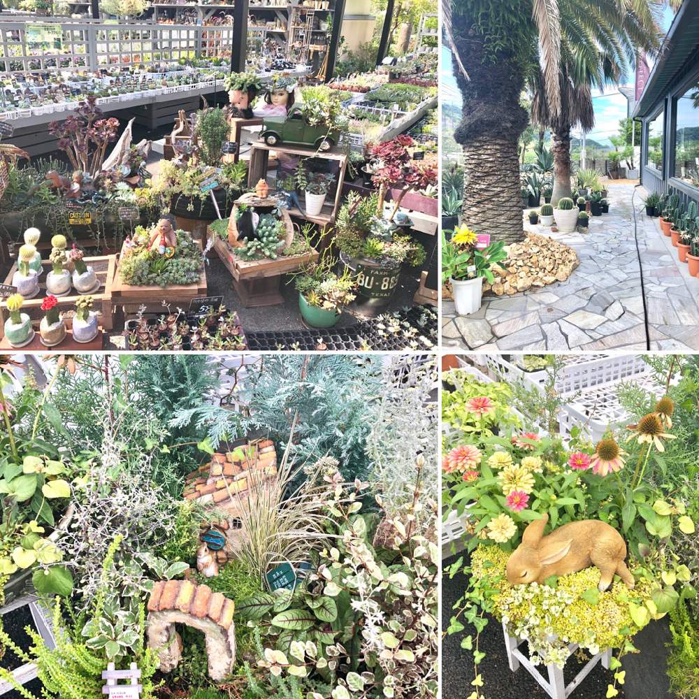 お出かけ先の画像 by 松 祐さん | お出かけ先と多肉植物と今日の一枚と今日のお花と花のある暮らしと発見!とお気に入りのお店とお店でとチーム福岡