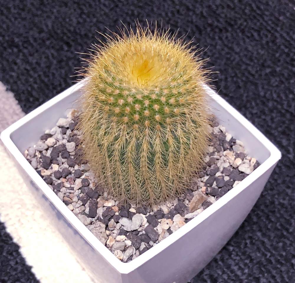 バルコニー/ベランダの画像 by akiさん | バルコニー/ベランダと金晃丸と多肉植物と完全なる植中毒とありがとう❤️と多肉女子と花のある暮らしと家庭菜園奮闘日記とGREEN UP!とまたまた拡大!