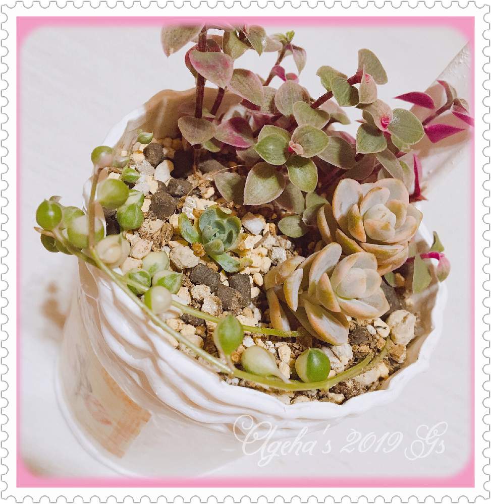 窓辺の画像 by あげは❤︎succulent さん | 窓辺と斑入りグリーンネックレスと子持ち蓮華錦とカリシアロザートと子持ち蓮華カスタードと多肉植物とリメ缶とミニ多肉と100均と出窓グリーンと多肉女子とタニラーと多肉初心者