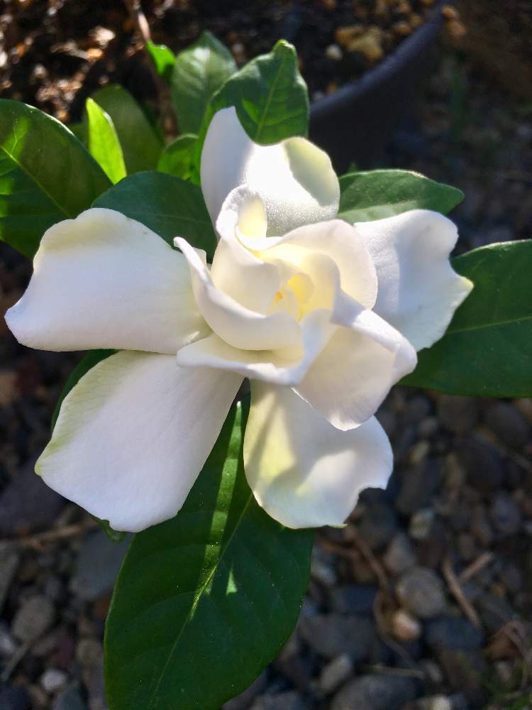 小さな庭の画像 by moco&peaceさん | 小さな庭と我が家の花達とうちの庭とお気に入り♡と夏の花とクチナシ♡と花のある暮らしと白い花