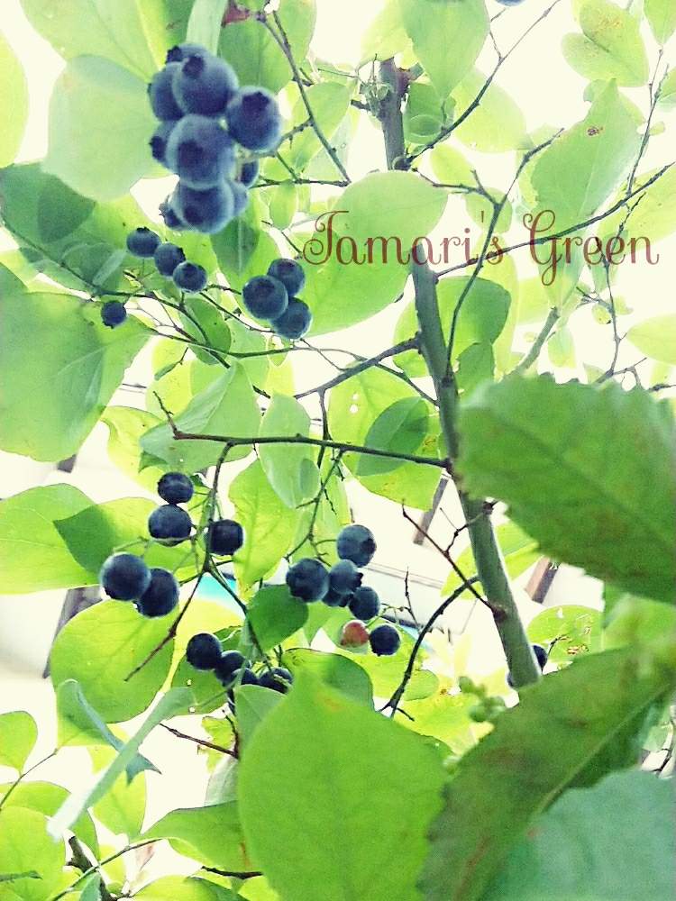 小さな庭の画像 by TAMARI*さん | 小さな庭とブルーベリーとだいすきとありがとう♡とひとやすみときれいとおはようと植中毒と暇でごめんと癒し空間と愛情たっぷり♡と家庭菜園奮闘日記とかわいいな♡とチーム福岡