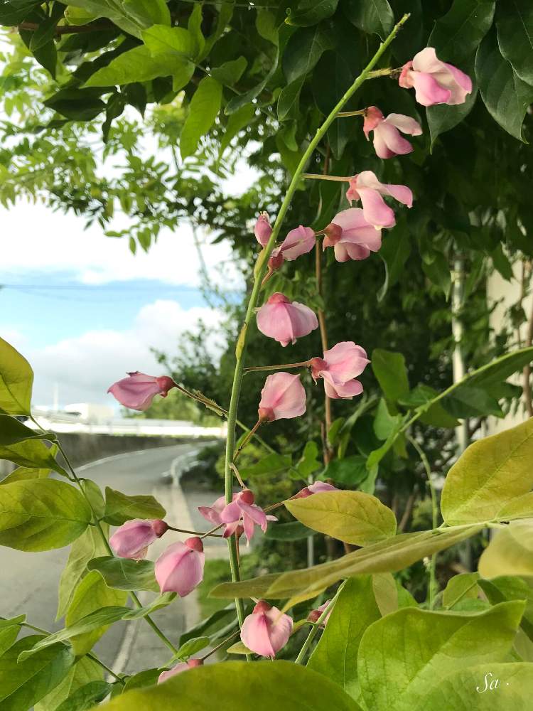 お出かけ先の画像 by Sachieさん | お出かけ先と夏なのにフジの花と藤の花♡となつなのにと花のある暮らしと夏なのに