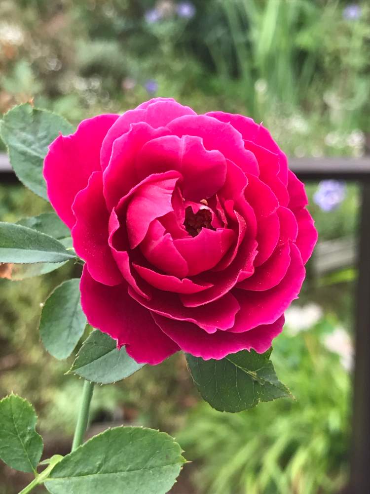 小さな庭の画像 by スノーベルさん | 小さな庭と薔薇愛同盟と植中毒と赤い花と鉢植えといい香りと花のある暮らし