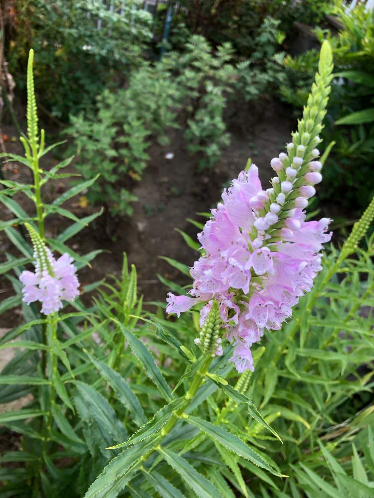 の画像 by あかねこさん | GS永ちゃん部と癒しと花のある生活と花虎の尾と可愛いと花のある暮らしとハナトラノオ♡