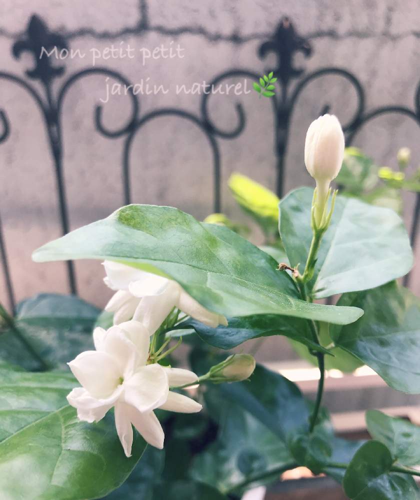 バルコニー/ベランダの画像 by ✿ natu. ✿さん | バルコニー/ベランダとmy garden♬とお疲れ様です♡と素敵な出逢いに感謝♬と優しい香りと限られた時間♬と幸せ❣️とありがとう❣️と(*˘⌣˘*)✿ฺ。こんにちは!と癒しの場所と休日のひと時と花のある暮らしとひとりごととkeep smiling❣️と元気♬とnatural ♬と立秋♬と癒し時間♬