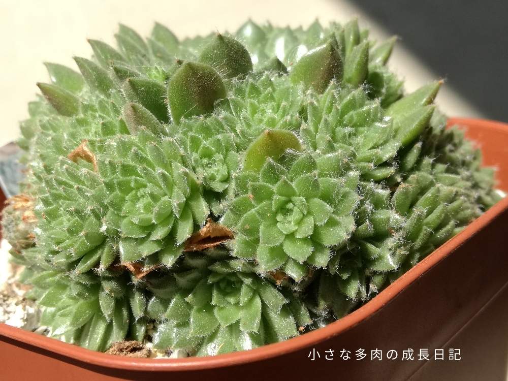 バルコニー/ベランダの画像 by みーさんさん | バルコニー/ベランダと多肉植物とセンペルビブムとセンペル 夕山桜