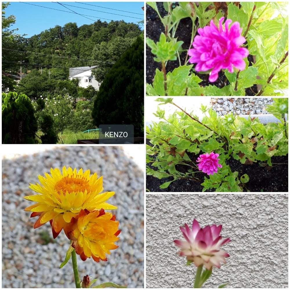 小さな庭の画像 by SENTIMENTAL-BOYさん | 小さな庭と観葉植物と植物のある暮らしと植え付けと植物の葉の形とワイルドフラワーの種類と庭のある暮らしとそぞろ歩けば……と季節の変わり目と鉢植えと花好きと花のある暮らしと春夏秋冬と暮らしの仲間たちと高山植物類