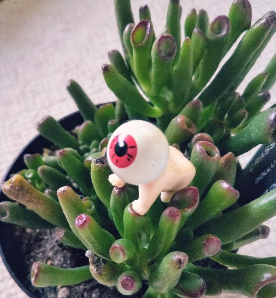 部屋の画像 by しのんさん | 部屋とゴーラムと多肉植物とHTCと明日も仕事とHTC No.16とかわいい♡と暑すぎるぅと猛暑と休憩中♡とこっそりオヤジ祭りと目玉オヤジ集合