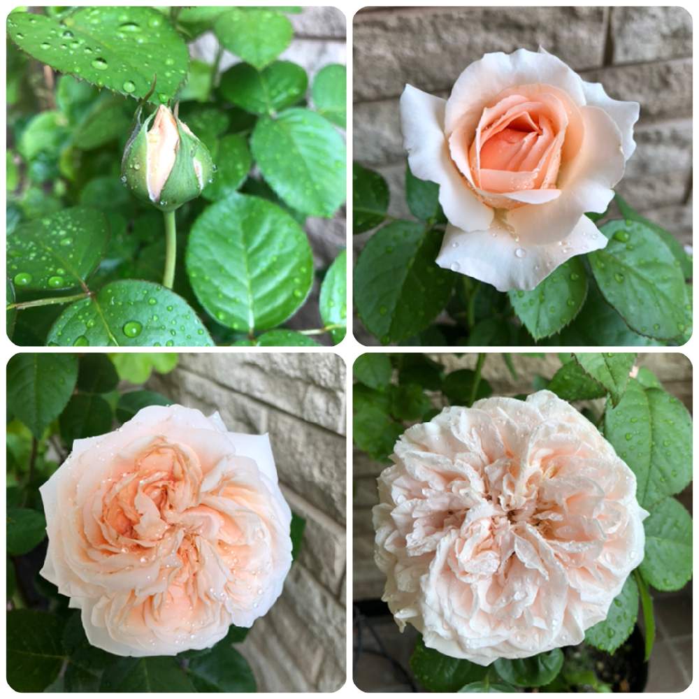小さな庭の画像 by rosa sさん | 小さな庭とスティーレ・オットチェントとばら バラ 薔薇とピンクの花と鉢植えと北海道でも越冬しますと花のある暮らしと北海道