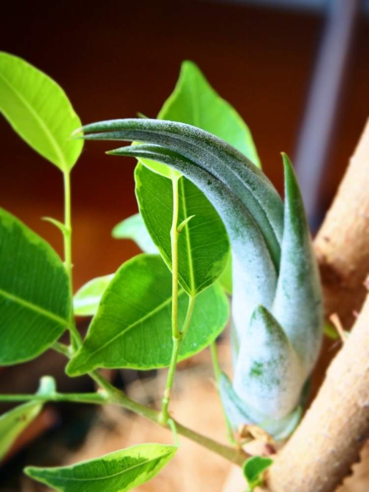 窓辺の画像 by たまさん | 窓辺と着生植物と観葉植物と緑ある暮らしとエアプランツ ティランジアと着床と花のある暮らしとエアプランツとエアープランツ/チランジアとエアプランツ チランジアとグリーンインテリアとグリーン!グリーン!グリーン!とダイソーと着床植物とチランジア属とgreen