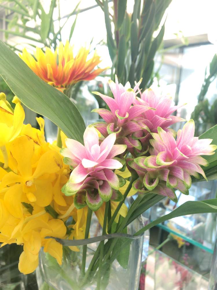 部屋の画像 by えりりんさん | 部屋とクルクマとモカラと植物オタクと癒しとGS映えと季節の花と植中毒と真夏日と花屋と花のある暮らしとかわいいと花は癒やし♡とチーム福岡とやっぱり花が好き♡