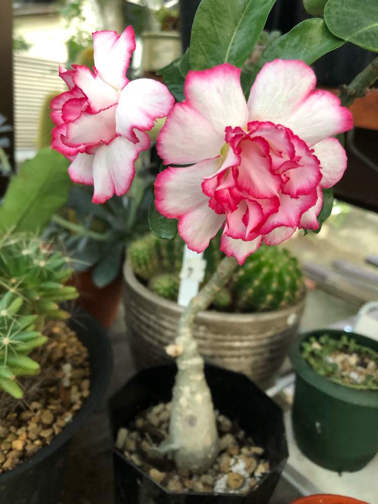 の画像 by じろうさん | アデニウム 砂漠のバラと花のある暮らしと砂漠の薔薇 アデニウムと多肉女子とアデニウム☆