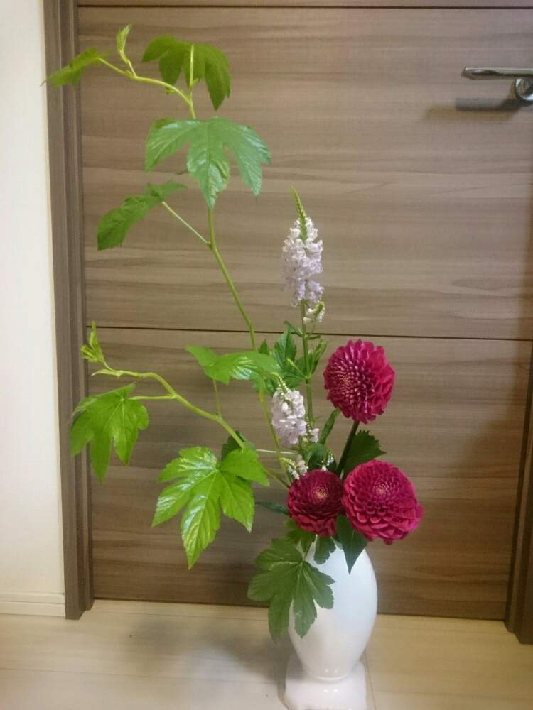 部屋の画像 by yk桜さん | 部屋とYouは植と植物のある暮らしとボタニカルライフと直立型とトラノオ☆と植物大好きと小原流と植中毒といけばなと花のある暮らしとキイチゴ属と生け花とダリア☆と緑と暮らす