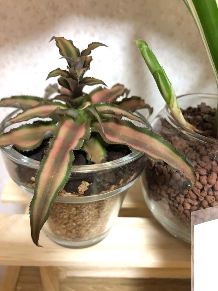 部屋の画像 by sawaさん | 部屋とネオレゲリア・ファイヤーボールとクリプタンサスと観葉植物と緑のある暮らしと植物女子と緑のある生活とGREEN UP!
