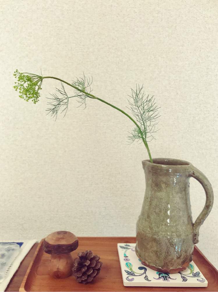の画像 by ponikさん | ディルと料理用と植中毒とベランダーとタニク初心者とバルコニストとベランダハーブ