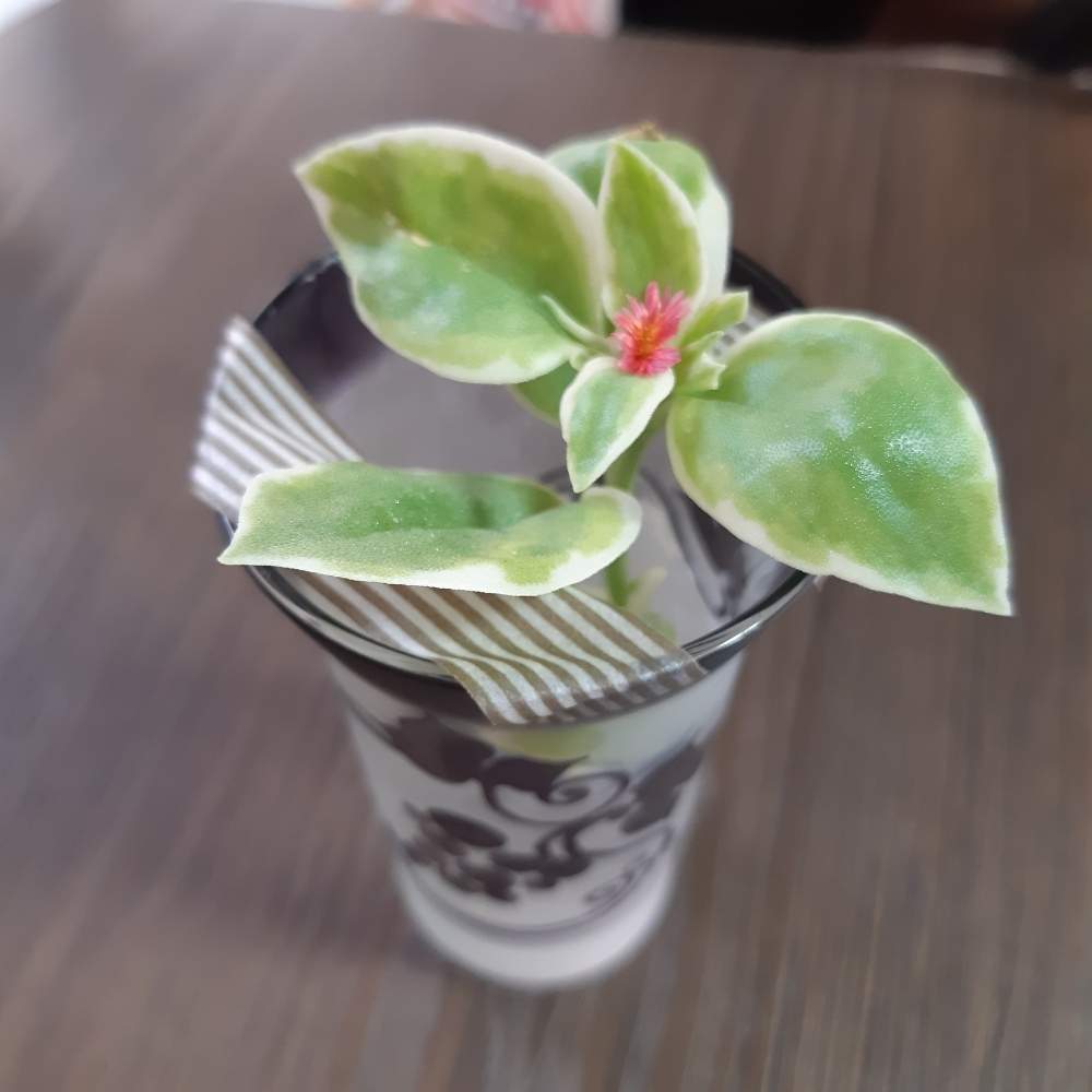 階段/廊下の画像 by (๑•᎑•๑)momo♪(sasapi)さん | 階段/廊下と多肉初心者と多肉女子と多肉欲が止まらない