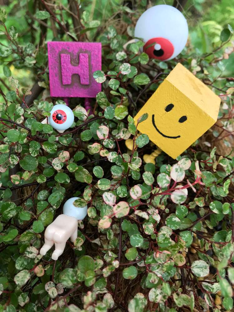 の画像 by hiichanさん | 45さんありがとう♡と北の大地北海道と斑入りワイヤープランツ。とバラと夢CLUBと真四角くんと目玉オヤジ集合と北海道とたにおたくらぶとGS植物うちなーぐち会
