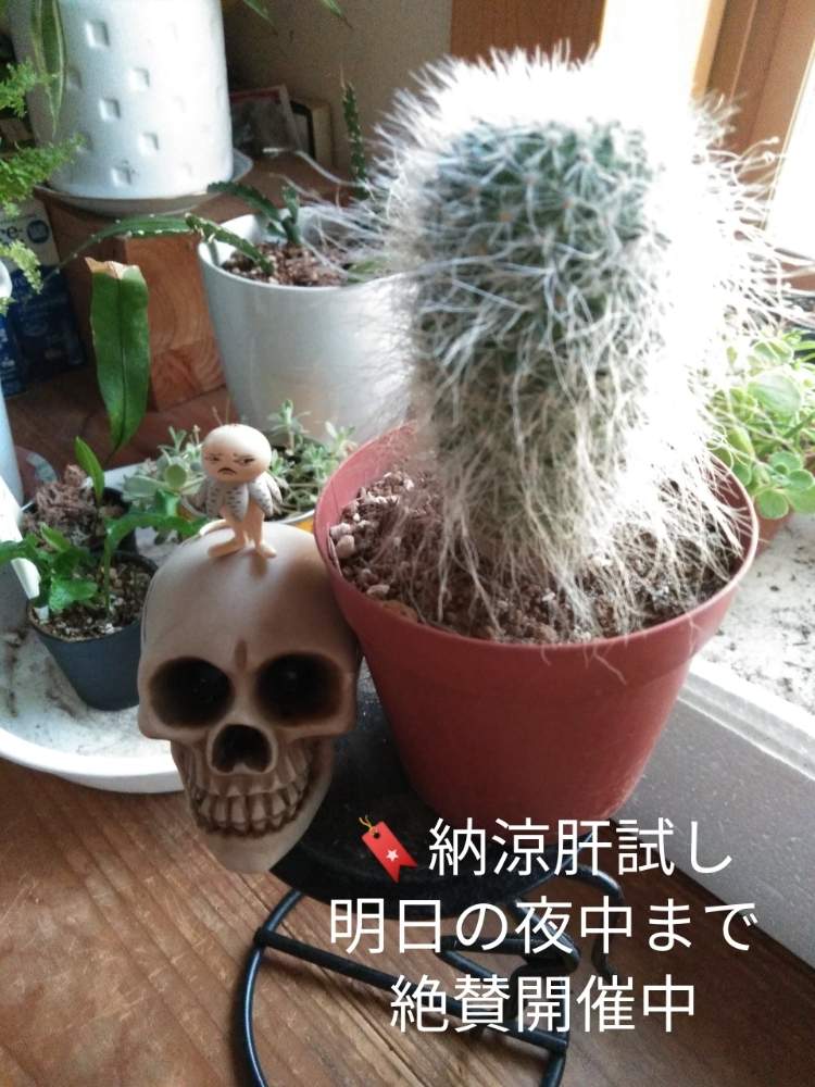 部屋の画像 by きゅうちゃんさん | 部屋と多肉植物とそばちょこファンと地獄より愛をこめてと地獄の底からと納涼肝試しとツチグリ坊や