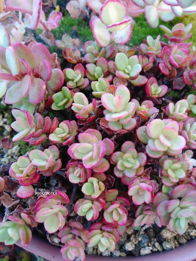 バルコニー/ベランダの画像 by mikimikiさん | バルコニー/ベランダと植物のある暮らしと寄せ植えと自己満足と癒しとぎゅっと!とGS映えと植中毒と多肉女子とタニラーともりもりと幸せな時間とバルコニストと可愛い多肉ちゃん