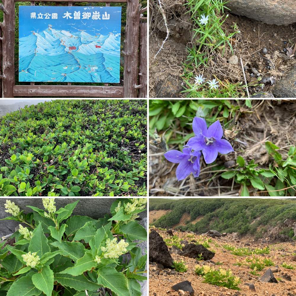 お出かけ先の画像 by GREENROSEさん | お出かけ先とグリーン!グリーン!グリーン!とGS映えと植物とGS日和と植中毒と山の花とタニラーと花のある暮らしと山草とかわいいな♡とうっとりとGREEN UP!と多肉初心者