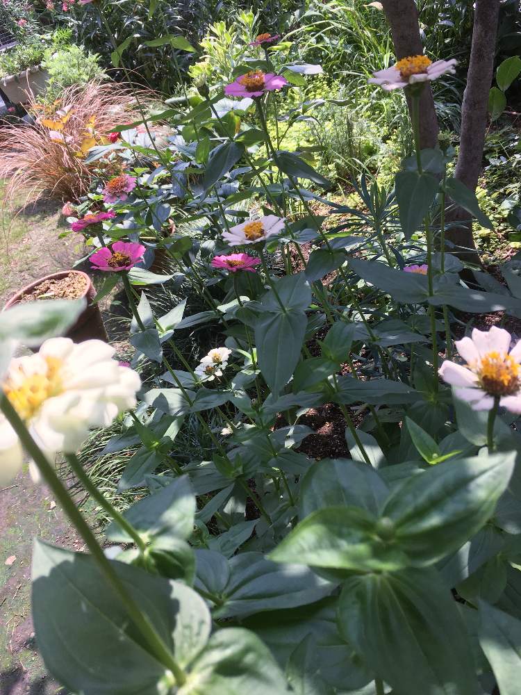 小さな庭の画像 by キントキさん | 小さな庭とジニア(百日草)と❤️いいねありがとう♪と暑い夏の日とジニア❁とコメント大歓迎♪と花のある暮らしと南の庭☀️と真夏の庭