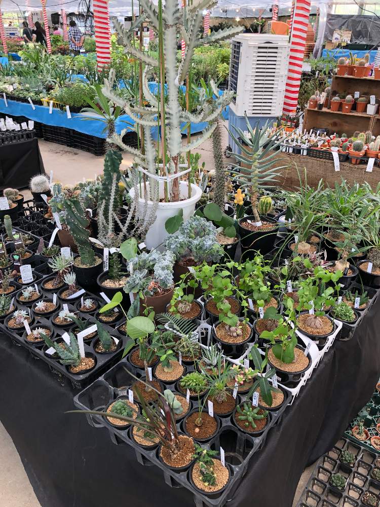 お出かけ先の画像 by 脂肪で多肉さん | お出かけ先と塊茎植物と塊根植物と珍奇植物と珍しい植物とボタニカルスポット2019夏