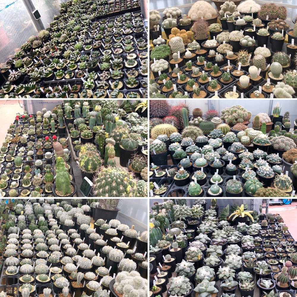 お出かけ先の画像 by ミチル26さん | お出かけ先と多肉植物とサボテン科と観葉植物とハオルチア属と鶴仙園、天国じゃね?とモフモフと鶴仙園と池袋 鶴仙園