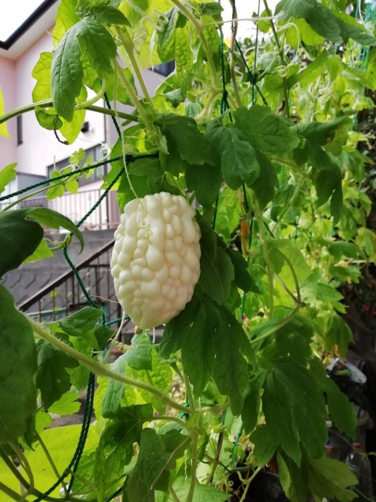 小さな庭の画像 by のんのん(^-^)さん | 小さな庭とみどりのカーテンと手作り野菜と夏野菜フォトコン2019