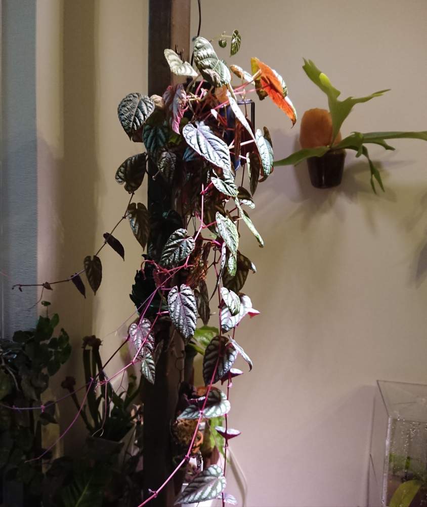 部屋の画像 by はっぱさん | 部屋と観葉植物とはっぱと植物用LEDとラブリコ