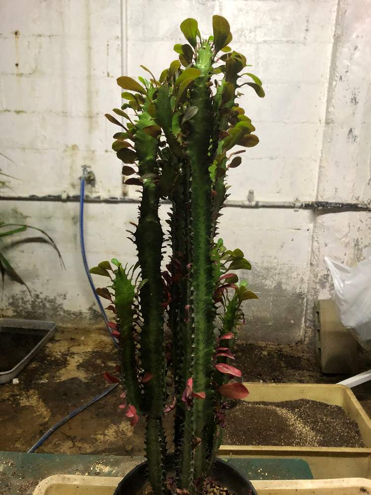 インテリアの画像 by まささん | インテリアと名前を教えて!と多肉植物とGS映えと植中毒と相談と多肉植物とサボテンとGreenSnapmarcheとユーフォルビアとGREEN UP!と多肉植物 多肉の有るくらし