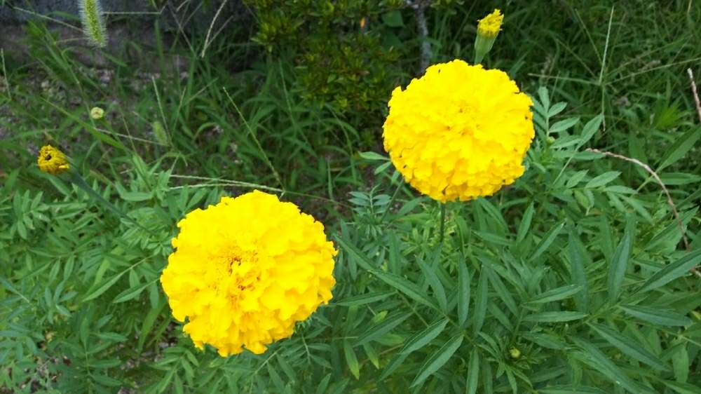 の画像 by のぶりんさん | ボタニカルライフと種から育てたと夏の花とビタミンカラーと花のある暮らしと地植え