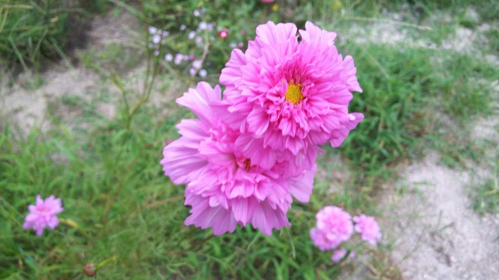 の画像 by のぶりんさん | ボタニカルライフとピンクの花と種から育てたと夏の花と花のある暮らしと地植え