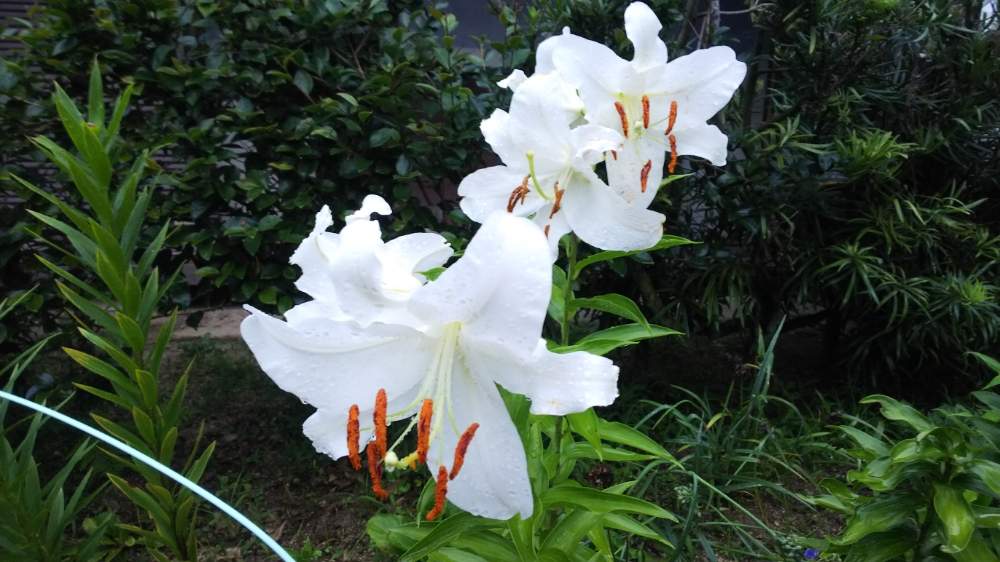 の画像 by のぶりんさん | ボタニカルライフと夏の花と球根と花のある暮らしと白い花とユリの花と地植え