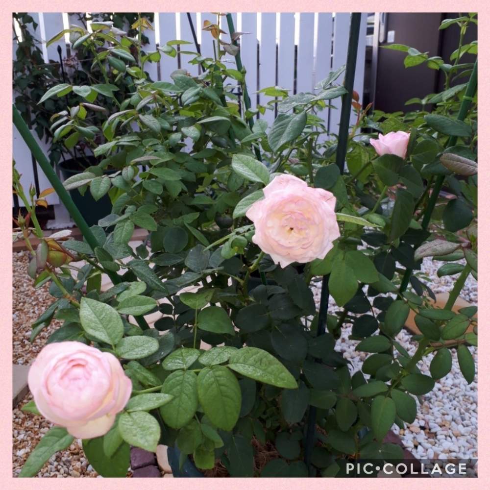 広い庭の画像 by Tomoさん | 広い庭とストロベリーマカロン薔薇とロザリアン見習いとピンク❤︎ピンクと植中毒と憧れの薔薇とガーデニング初心者と花のある暮らしといいね♥ありがとうございます✨とチーム福岡