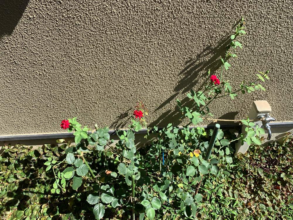 小さな庭の画像 by 『薔薇の初心者教室』 How to grow Organic Roseさん | 小さな庭とキュンキュン乙女倶楽部とミニバラ愛好会とバラと夢と薔薇愛同盟とRosarianと三田グリーンネットと薔薇と暮らすとopen gardenとオープンガーデンとオールドローズのフランシス・デュブリュイとバラの育て方とバラと夢CLUBとフランシスデュブリュイ♡とロザリアンとバラの夏剪定