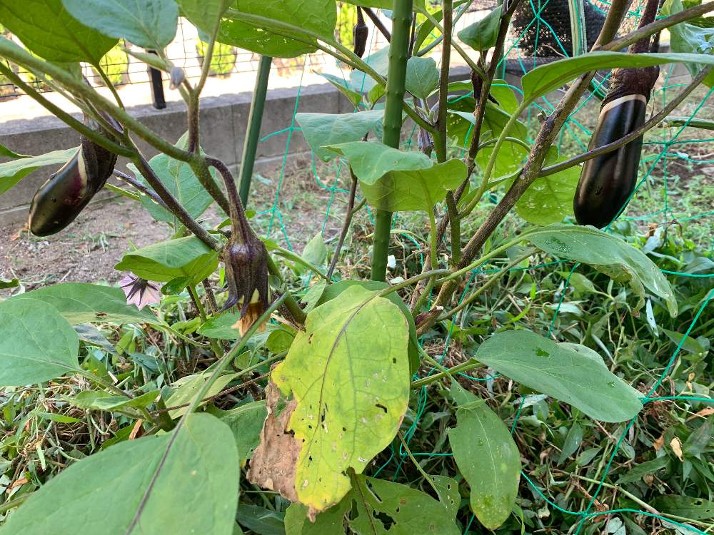 小さな庭の画像 by 自然農法バラ栽培 Natural farming rose cultivationさん | 小さな庭と家庭菜園と家庭菜園奮闘日記と野菜づくりと茄子 きゅうり ズッキーニ ピーマンと茄子栽培