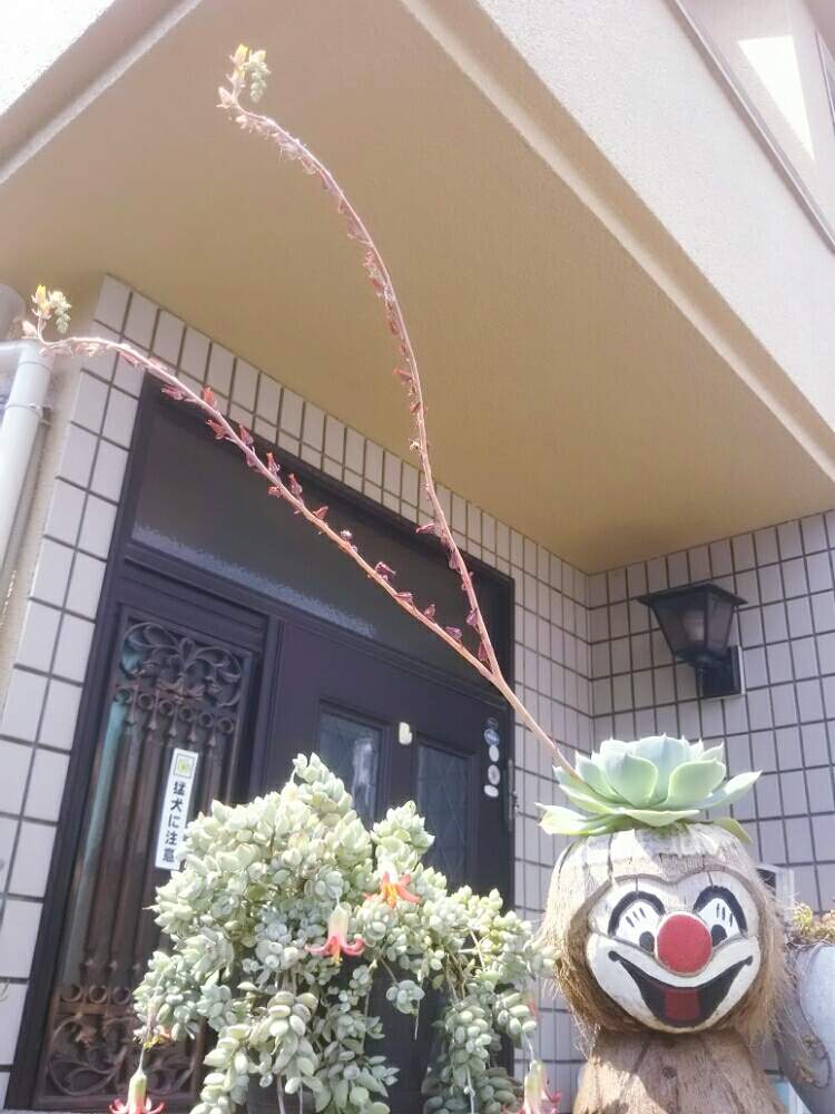 玄関の画像 by nanaさん | 玄関と七福神とペンデンスとひとてま込めてと多肉中毒と多肉植物とHTCと多肉大好きと多肉植物のある暮らしと植中毒と今日の一枚と多肉女子と納涼肝試しと多肉寄せ植えと多肉の花芽