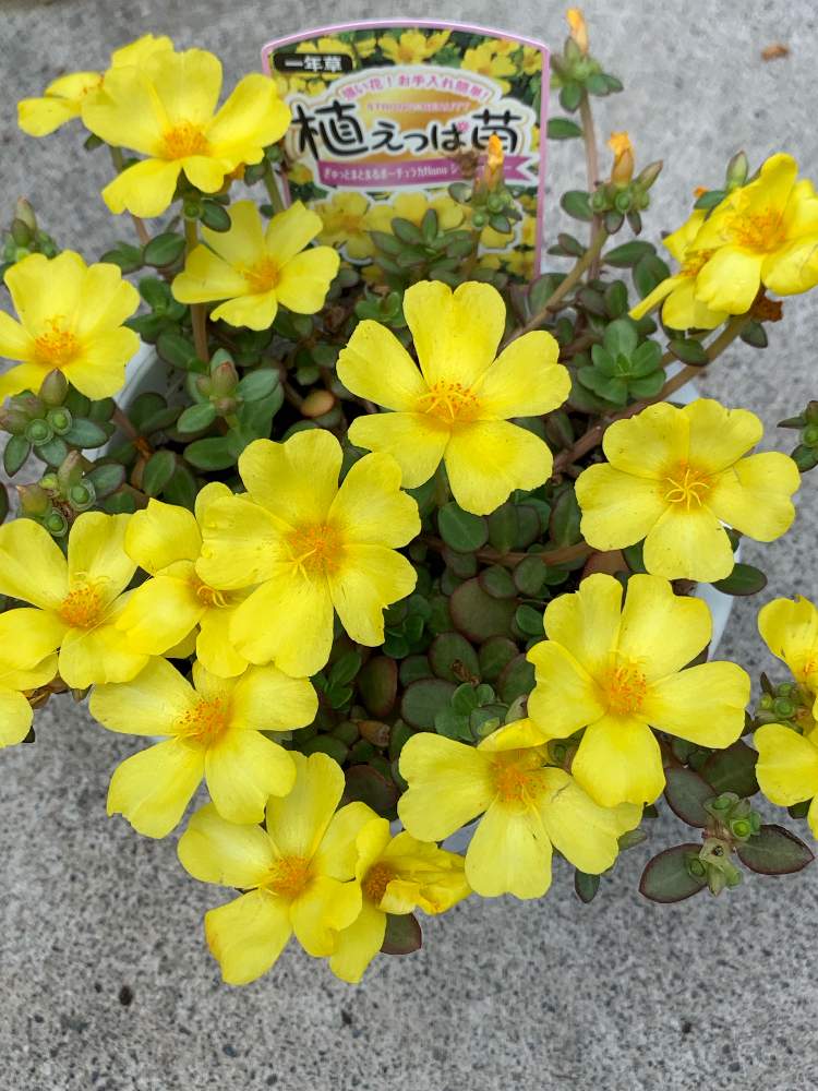 小さな庭の画像 by りんごさん | 小さな庭と元気をくれる花達と小さな庭の花と可愛いい花達と癒しのグリーンといつもありがとう♡と癒しの花達と癒しの植物と花を飾ろう♪と黄色い花♡と可愛い〜♡とGreenSnapmarcheと花のある暮らしとお花のある生活と癒やし系❤︎とGREEN UP!