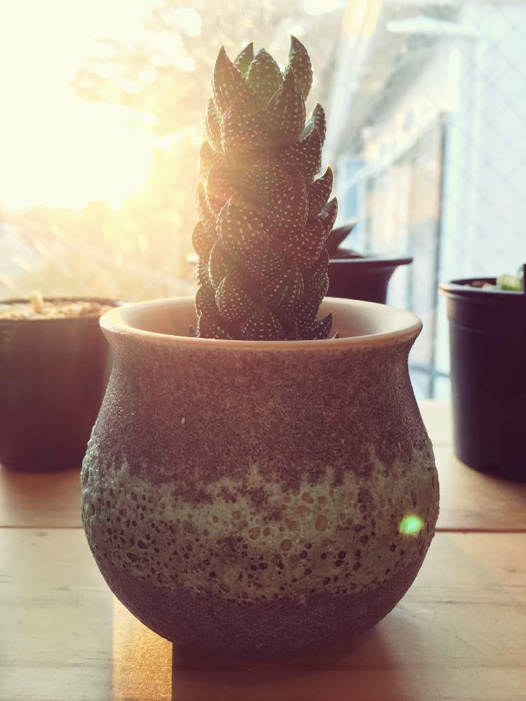 部屋の画像 by ちるさん | 部屋とハオルシアと鷹の爪と多肉植物とインテリアと植物とハオルシア属 とホームセンターとハオルチア 鷹の爪