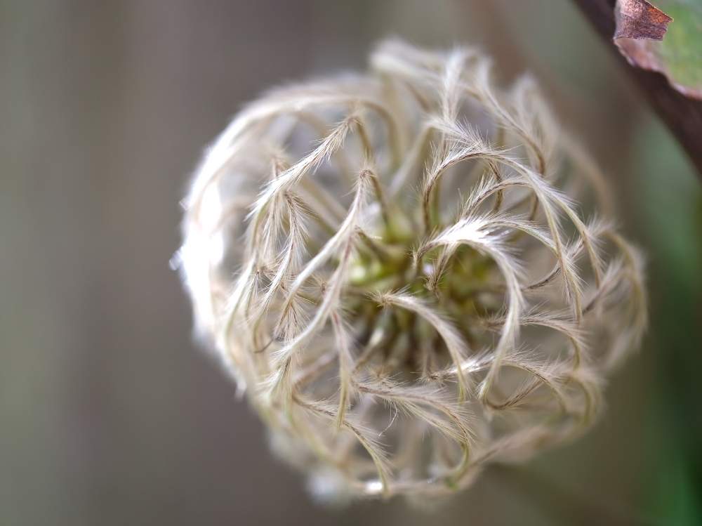 の画像 by 闇乃雲 未知さん | クレマチスとFUJIFILM X-T2と熊山英国庭園とXF80mmF2.8Macro